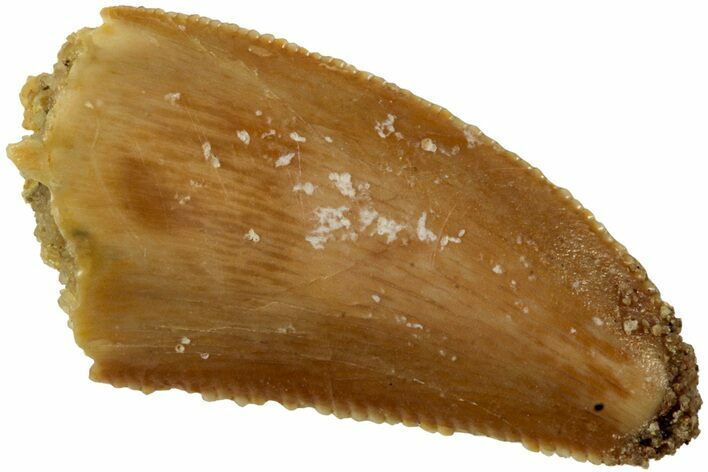 Serrated, Raptor Tooth - Real Dinosaur Tooth #234874